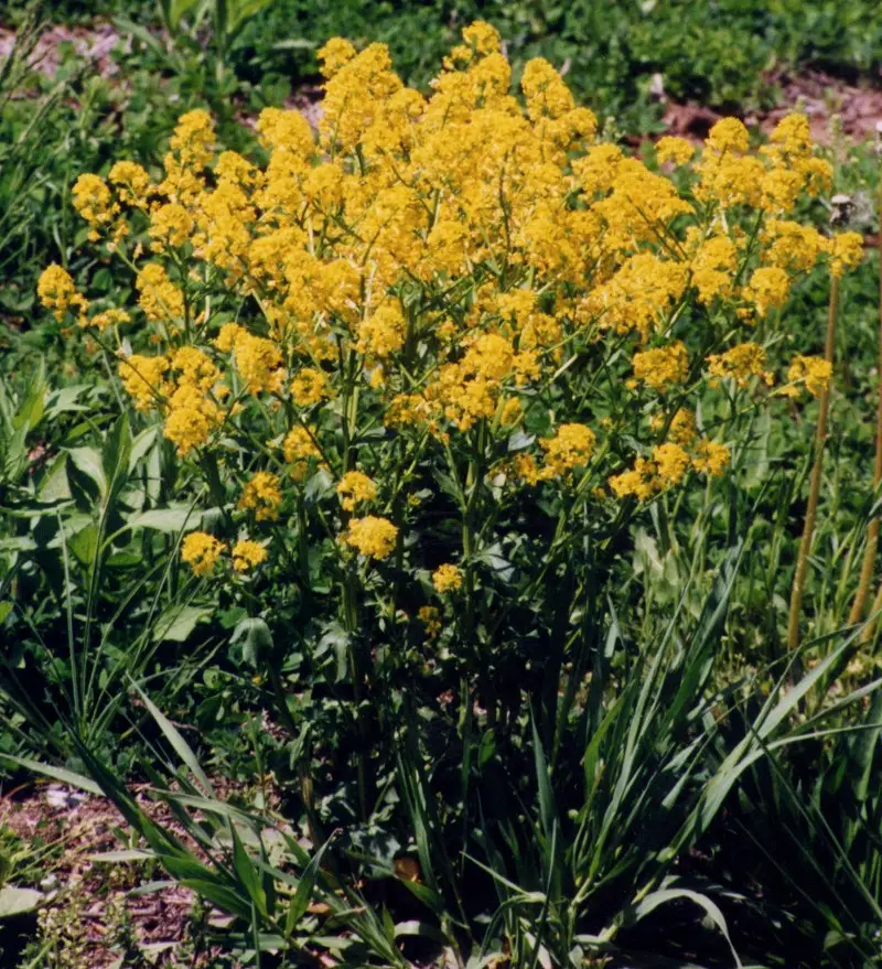 Black Mustard Plant